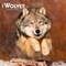 BrownTrout; Wolves | 2027 12 x 24 Inch (Hanging) Monthly Square Wall Calendar | Plastic-Free; Category:Wall Calendars; Image:2